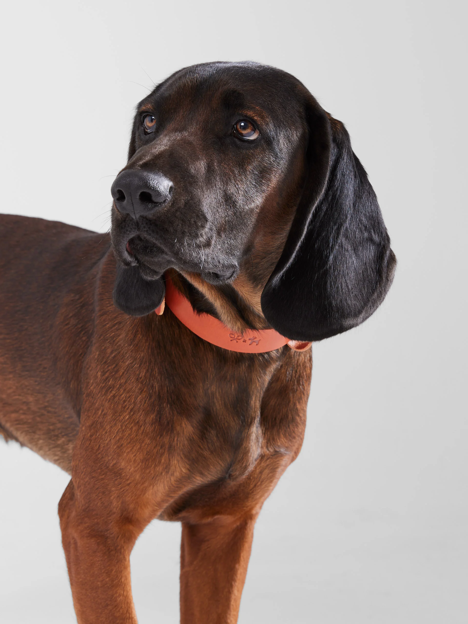 Collar perro SILBONxLADRANGAUCHO cuero - Image 3