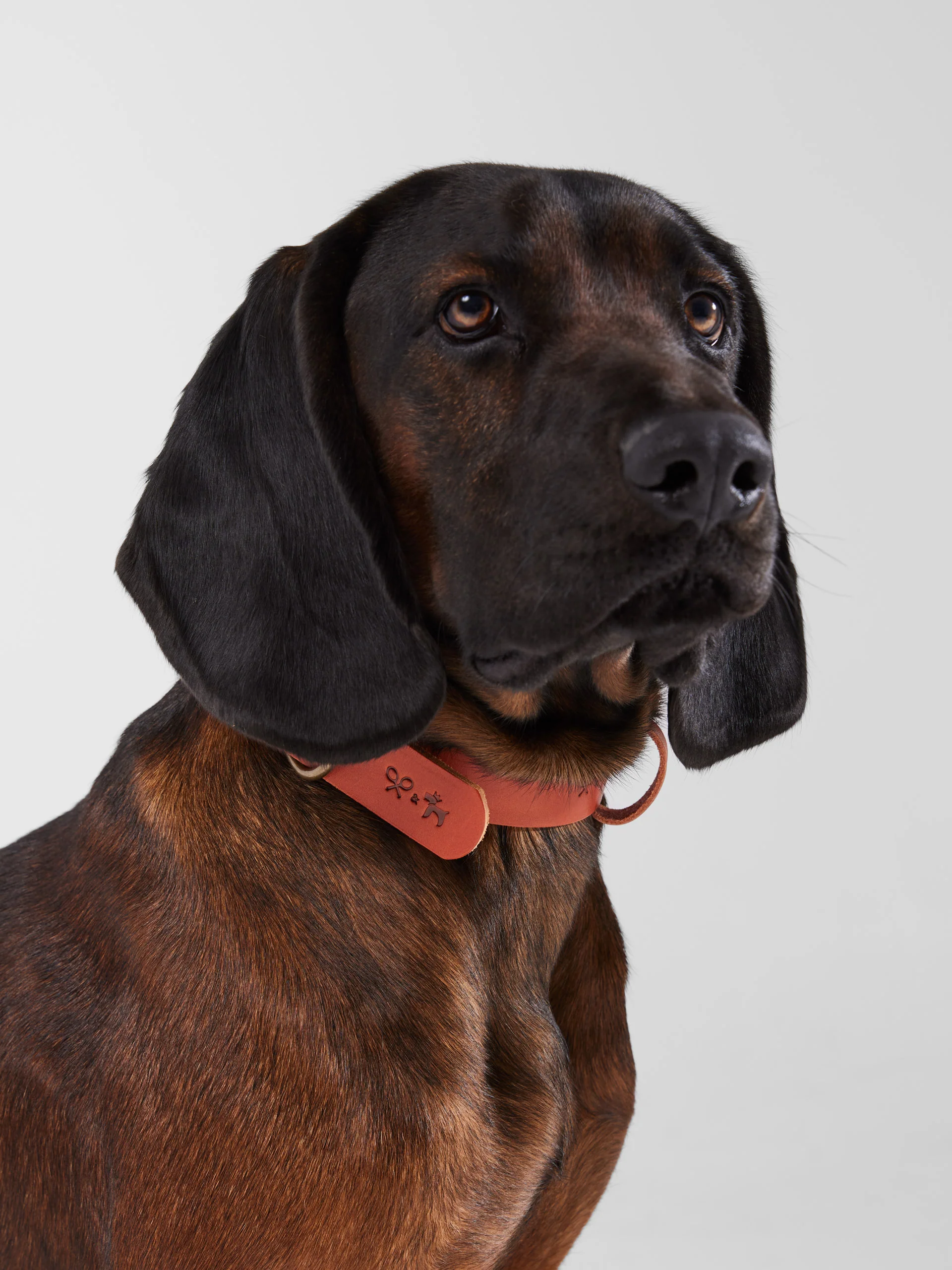 Collar perro SILBONxLADRANGAUCHO cuero - Image 4